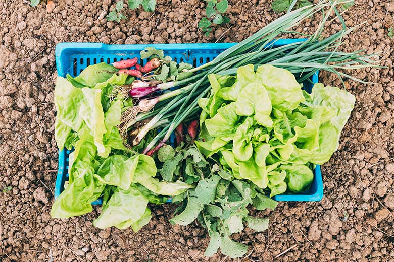 Tipos de lechuga