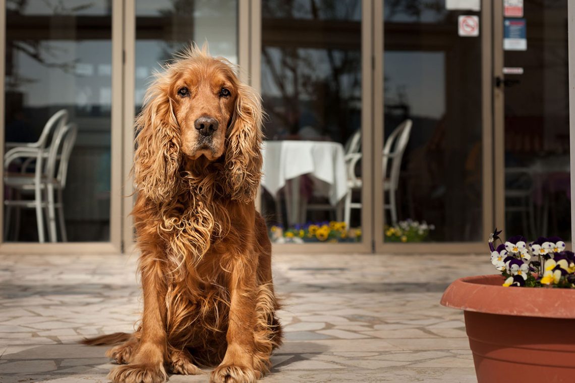 Los perros entran al restaurante