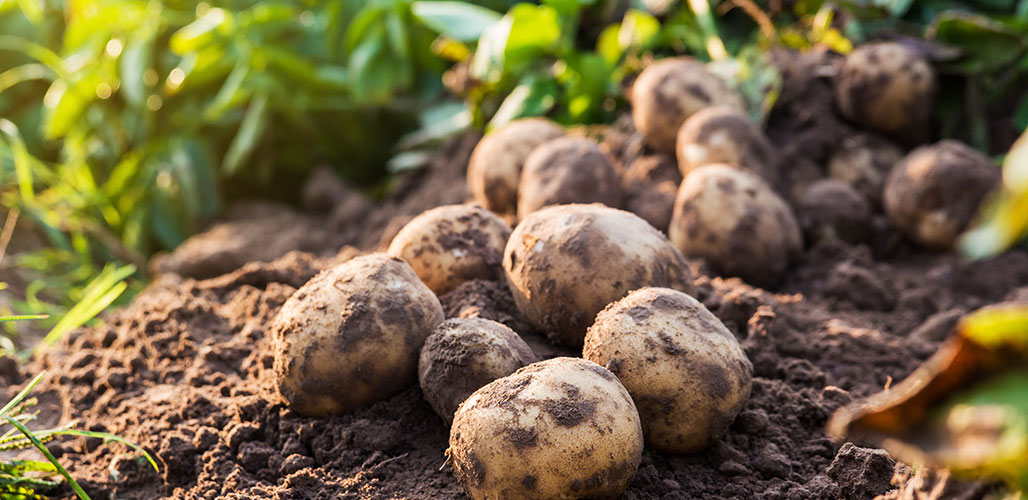 tipos de patatas